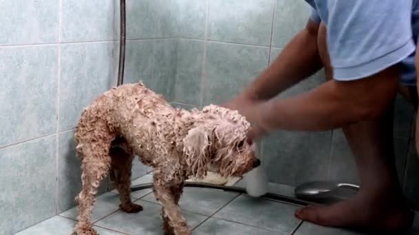 Spielzeug Pudel Hund Der Schaum Mit Haustier Shampoo Badezimmer Während — Stockvideo
