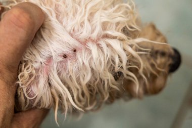 Elle arama ve duş sırasında köpek kürkü manto ve derisinden kene piresini çıkarın.