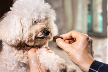 Evcil bir köpeği evdeki kalp solucanı hastalığından korumak ve tedavi etmek için çiğnenebilir yiyecekle beslemeye yakın.