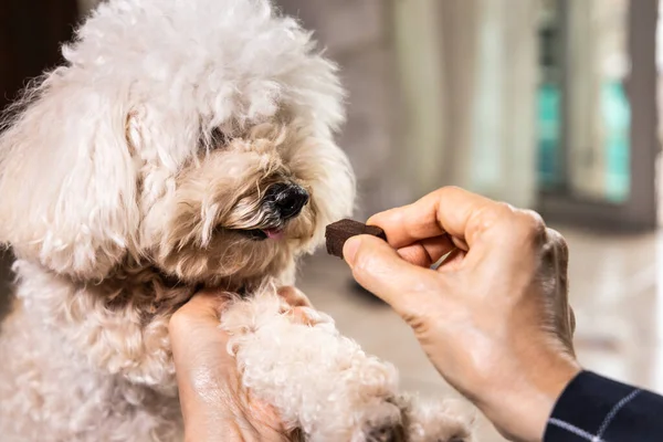 Ditutup Tangan Memberi Makan Anjing Peliharaan Dengan Kunyah Untuk Melindungi Stok Foto