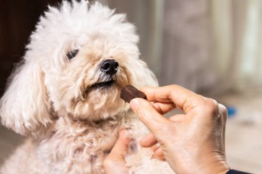 Closeup on hand feeding pet dog with chewable to protect and treat from heartworm disease at home clipart