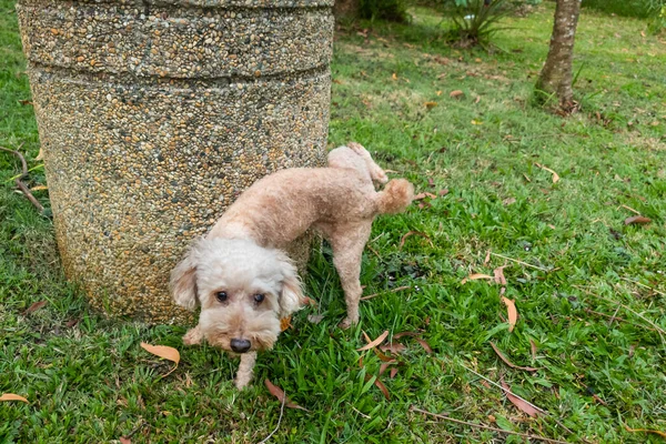 Male poodle pet dog urinating onto object in park to mark his territory
