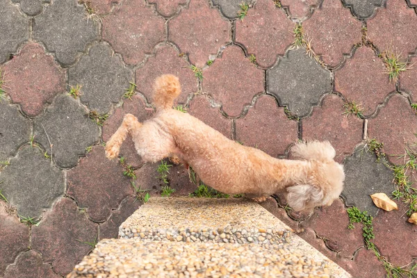 Overhead view of male poodle pet dog urinating onto object in park to mark his territory