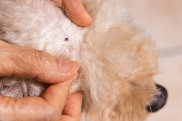 Closeup Hand Search Remove Tick Flea Pet Dog Fur Coat Stock Picture