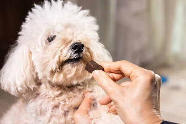 Nahaufnahme Auf Hand Füttern Haustier Hund Mit Kautabletten Zum Schutz lizenzfreie Stockfotos