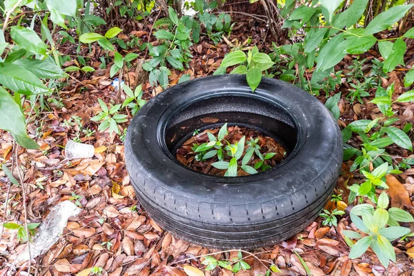 Neumático Abandonado Aire Libre Atrapa Todavía Agua Caldo Cultivo Para —  Fotos de Stock