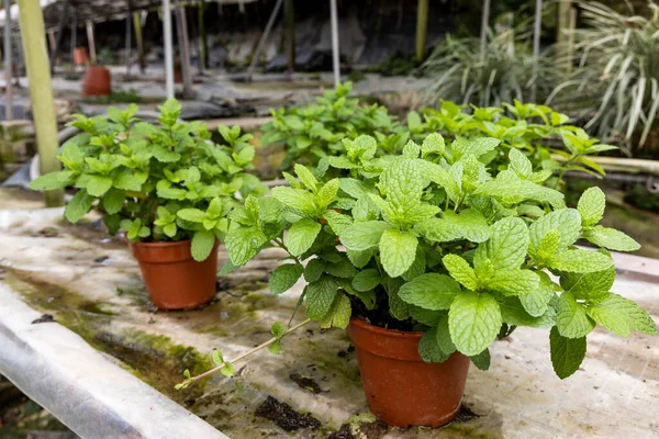 Fresh Healthy Organic Peppermint Herbs Plant Nursery Sale — Stock Photo, Image