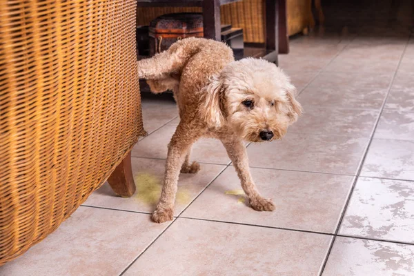 Naughty male poodle pet dog pee urinate inside home onto furniture to mark territory.