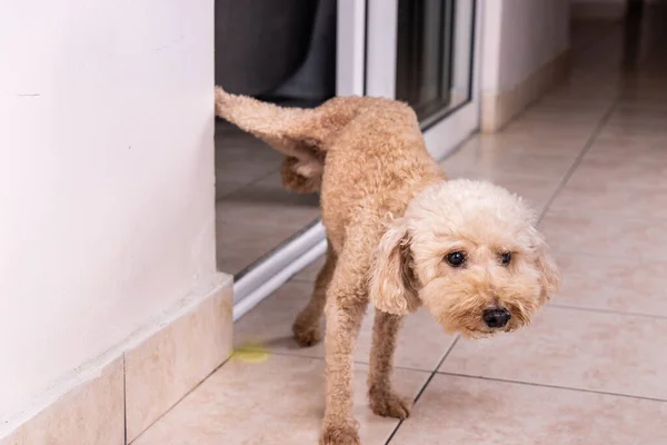Naughty male poodle pet dog pee urinate inside home onto wall to mark territory.