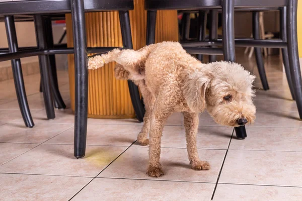 Anjing Peliharaan Pudel Jantan Nakal Kencing Dalam Rumah Furnitur Untuk Stok Gambar Bebas Royalti