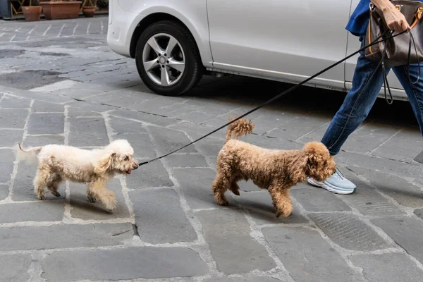 Человек Выгуливающий Двух Весёлых Счастливых Домашних Собак Улице Поводком Солнечное — стоковое фото