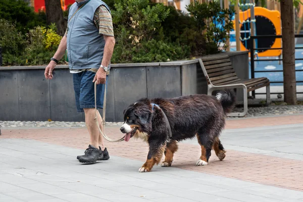 Person Promenader Glad Och Glad Sällskapsdjur Hund Gatan Med Koppel — Stockfoto