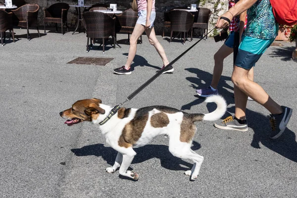 陽気で幸せなペットの犬を夏の間 綱で通りを歩く人 — ストック写真