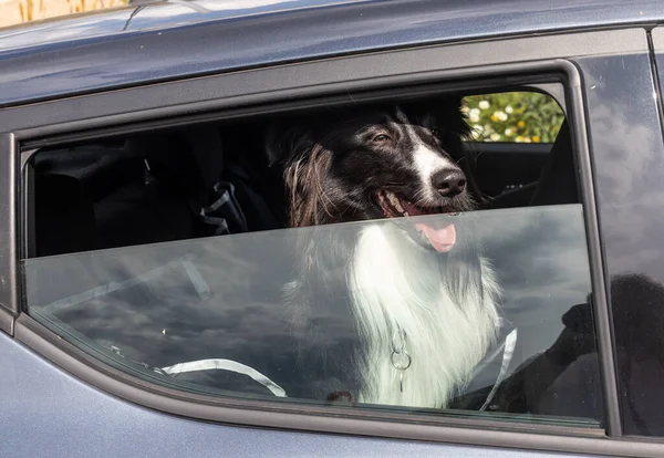 stock image Obedient pet dog enjoying car ride peeping through half wined down window, for safety reason.