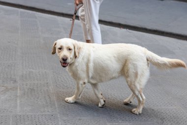 Neşeli ve mutlu evcil köpek gezen kişi güneşli yaz aylarında tasmasıyla sokakta.
