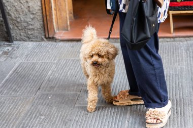 Neşeli ve mutlu evcil köpek gezen kişi güneşli yaz aylarında tasmasıyla sokakta.