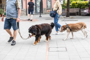 Güneşli yaz boyunca iki neşeli ve mutlu köpeğe tasma takan kişi.