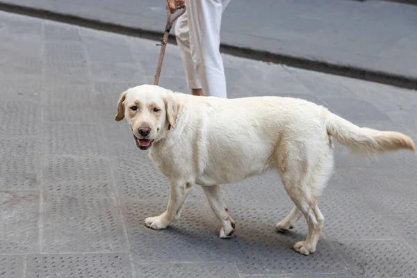 Человек Выгуливающий Веселую Счастливую Собаку Улице Поводком Солнечное Лето — стоковое фото