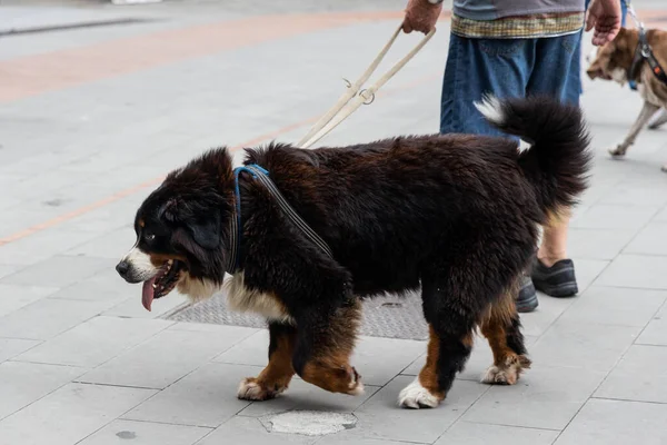 Человек Выгуливающий Веселую Счастливую Собаку Улице Поводком Солнечное Лето — стоковое фото