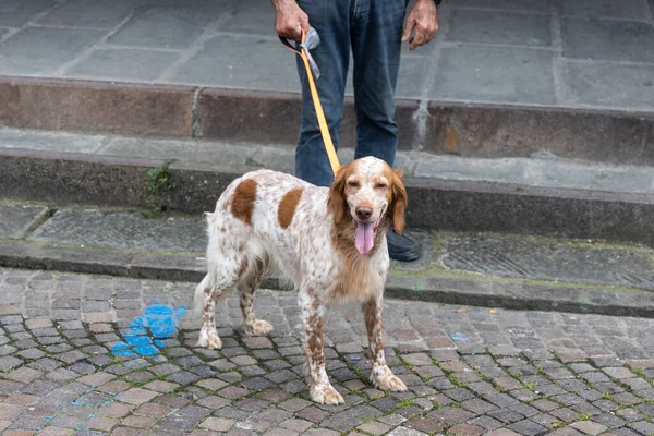 陽気で幸せなペットの犬を夏の間 綱で通りを歩く人 — ストック写真