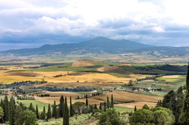 Picturesque landscape of Tuscany countryside in Italy with golden and green rolling hills and with isolated cypress trees against blue sky