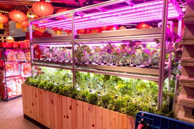 Çok katlı kapalı alanda hafif hidroponik tarım sağlıklı gıda tüketimi için güvenli ve temiz organik sebze üretir.