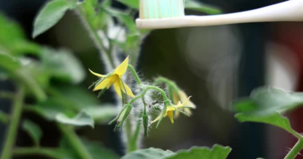 Hand Using Electrical Vibrating Toothbrush Mimic Bees Manual Pollinate Tomato — Stock Video