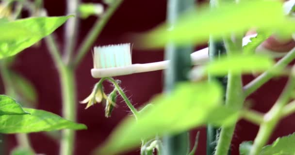 Hand Mit Elektrischer Vibrierender Zahnbürste Zur Nachahmung Von Bienen Zur — Stockvideo