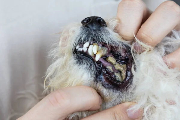 Słaba Pielęgnacja Jamy Ustnej Wyniku Szkodliwego Biofilmu Utworzonego Zębach Psa Zdjęcie Stockowe