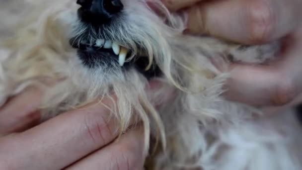 Cuidado Bucal Deficiente Resultante Biofilm Perjudicial Formado Dientes Perro Mascota — Vídeo de stock
