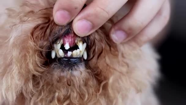 Собака Передними Зубами Разлагается Падает Результате Плохого Ухода Полостью Рта — стоковое видео