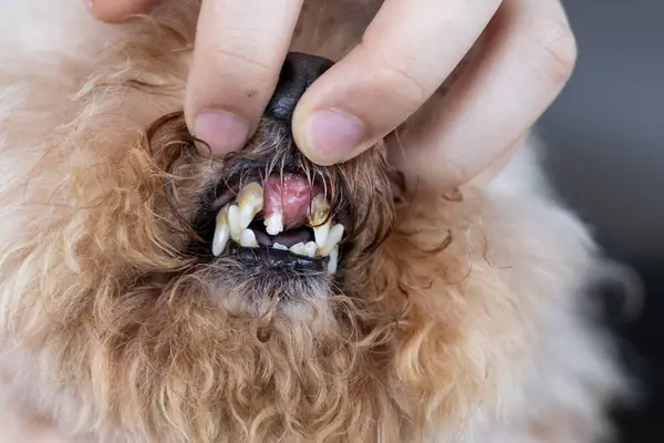 Pet dog with front teeth decay and dropped, result of poor oral care with biofilm formed