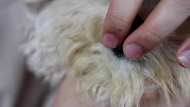 前牙蛀坏掉的宠物狗 因口腔护理不良而形成生物膜 — 图库视频影像