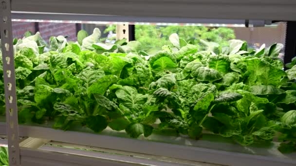 Closeup Panning Direita Para Esquerda Agricultura Vegetal Hidropônica Interior Com — Vídeo de Stock