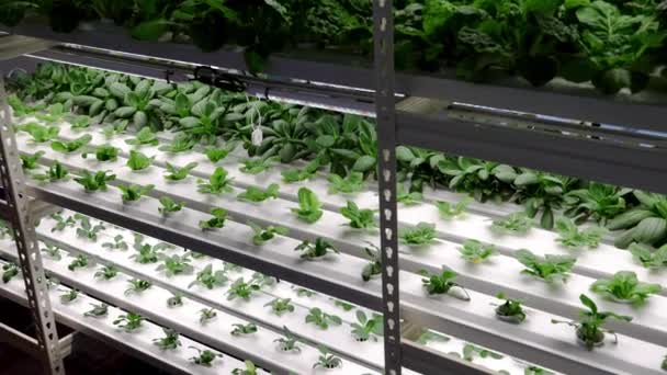 Zleva Doprava Pánve Vertikálního Víceúrovňového Vnitřního Hydroponického Pěstování Zeleniny Led — Stock video