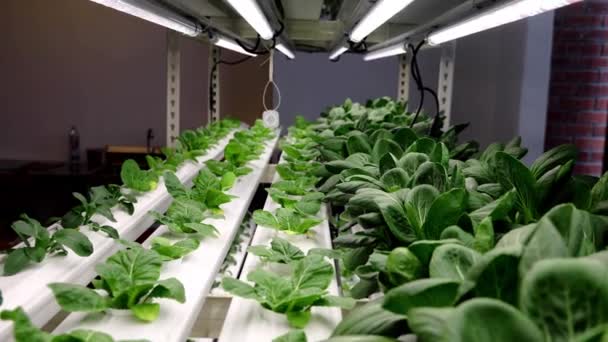 Closeup Slow Motion Panning Indoor Hydroponic Vegetable Farming Led Lighting — Stock video