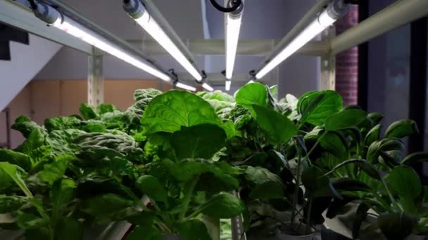 Shora Dolů Pánve Vertikální Multi Level Vnitřní Hydroponické Pěstování Zeleniny — Stock video