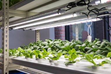 Kapalı alanda hidrofonik sebze yetiştiriciliği ve kontrollü ortamda böcek ilaçları olmadan öncü ışık.