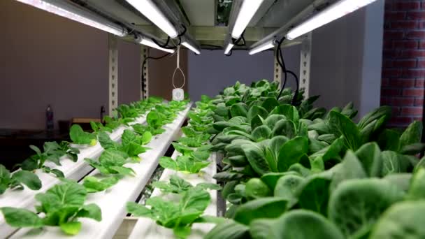 Closeup Slow Motion Panning Indoor Hydroponic Vegetable Farming Led Lighting — Stock Video