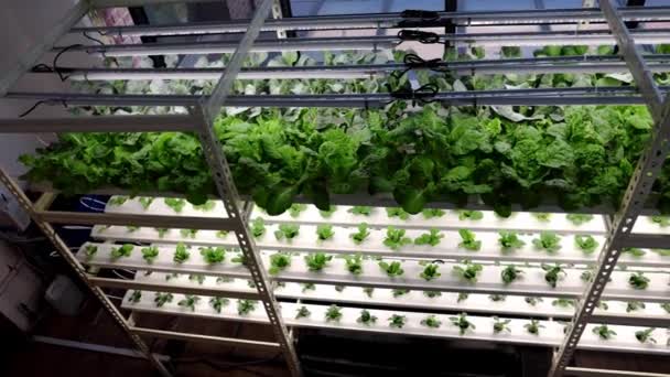 Vertikální Víceúrovňové Vnitřní Hydroponické Pěstování Zeleniny Led Osvětlením Řízeném Prostředí — Stock video