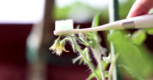 Hand Mit Elektrischer Vibrierender Zahnbürste Zur Nachahmung Von Bienen Zur — Stockvideo