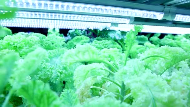 Closeup Slow Motion Panning Out Indoor Hydroponic Vegetable Farming Led — Stock video
