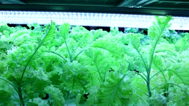 Detailní Zpomalení Pánve Vnitřního Hydroponické Rostlinné Zemědělství Led Osvětlení Řízeném — Stock video