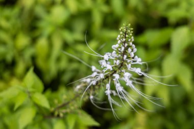 Misai Kuching ya da Kedi Bıyıkları 'nın yakından bakınca, geleneksel tıpta diüretik, anti-oksidan ve marş-hipertansif faydaları olan çiçek açan bir bitki türü.