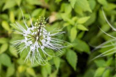 Misai Kuching ya da Kedi Bıyıkları 'nın yakın plan görüntüsü. Geleneksel tıpta diüretik, anti-oksidan ve marş-hipertansif faydaları olan çiçek açan bir bitki türü.