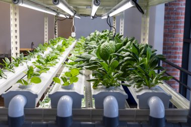 Kapalı alanda hidrofonik sebze yetiştiriciliği ve kontrollü ortamda böcek ilaçları olmadan öncü ışık.