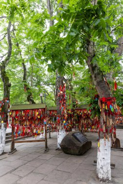 Huanglongzi 'deki popüler bodhi dilek ağacı Sichuan Çin' in antik bir kasabasında turistler tarafından asılmış binlerce dilekle birlikte..