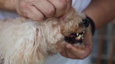 Diş eti iltihabı ve diş eti sorunu olan köpeğe yaklaşırken diğer sağlık sorunlarını önlemek için dişlerinin çoğunu çektirmiş..