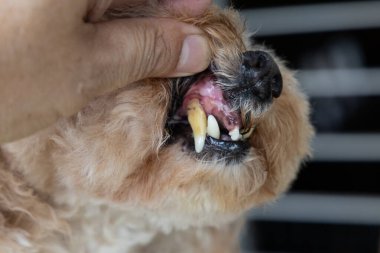 Diş eti iltihabı ve sakız problemi olan köpek yakınlaşması diğer sağlık sorunlarını önlemek için dişlerinin çoğunu çektirmiş..