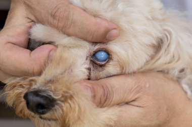 Gelişmiş göz kataraktı sorunu olan yaşlı kaniş köpeğini kucaklayan eller..